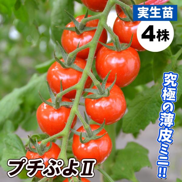 実生野菜苗 ミニトマト F1ｃｆプチぷよ 4株 みにとまと 苗 ミニトマト苗 自根苗 トマトの苗 プチプヨ 18 P5 0758 花と緑 国華園 通販 Yahoo ショッピング