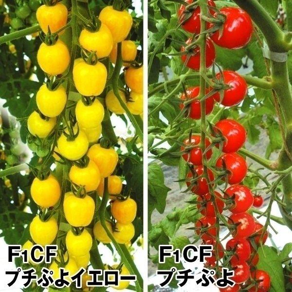 ミニトマト 苗 実生プチぷよセット 2種4株 実生野菜苗 みにとまとの苗 ミニトマト苗 自根苗 プチトマトの苗 プチプヨ 18 P5 0764 花と緑 国華園 通販 Yahoo ショッピング
