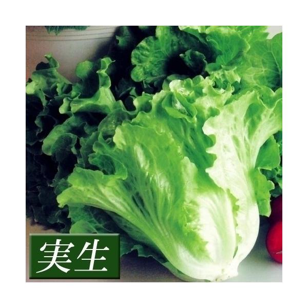●商品情報：外葉はサニーレタスのようにしっとり、内葉は結球レタスのようにパリパリ。2つの食感が楽しめる半結球レタス。育てやすい！●お届け状態：実生9cmポット苗 ●備考：※ポットの口の対角線または直径が9cmとなります。※関東〜九州北部の平...