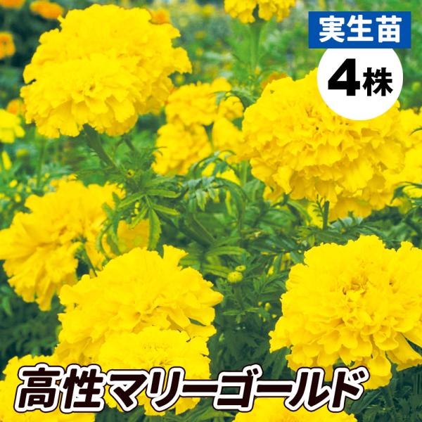 苗 マリーゴールドの人気商品 通販 価格比較 価格 Com