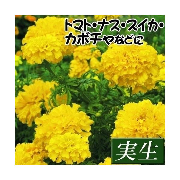 ●商品情報：土中のセンチュウの密度を抑制するほか、葉のにおいでコナジラミなどの害虫を遠ざけると言われています。●草丈（約）：70cm●お届け状態：実生9cmポット苗 ●備考：※ポットの口の対角線または直径が9cmとなります。※関東〜九州北部...