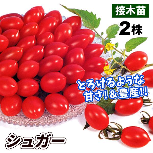 ミニトマト 苗 接木f1シュガー 2株 接木野菜苗 みにとまとの苗 ミニトマト苗 接木 18 P5 00 花と緑 国華園 通販 Yahoo ショッピング