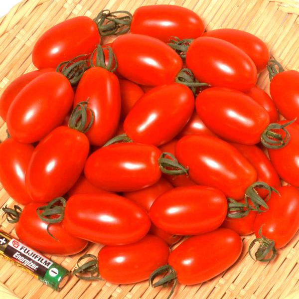 ●商品情報：可愛いプラム型の極甘ミニトマト。肉厚な果肉はシャキッと食感も良く、酸味少なく食味抜群！　鮮やかな果皮は割れにくく作り易さも嬉しい。●ミニトマト●果重（約）：18〜25g●お届け状態：接木9cmポット苗●備考：※接木苗、特にウリ科...