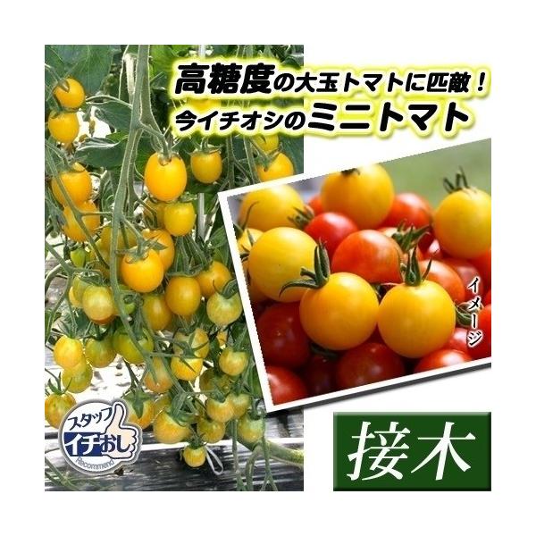 ●商品情報：果皮が非常に薄く、口の中に残らずとっても甘くて美味しいと大人気の「桜姫」の黄皮版が登場！　皮の色が黄色ということ以外は、「桜姫」と同様で、皮が薄くて大玉トマトに匹敵する甘さを誇ります。極早生の多収品種です。●ミニトマト●果重（約...