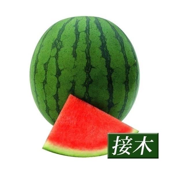 接木野菜苗 種なしスイカ 小玉 接木f1種なし小毬 1株 すいか 苗 種なしスイカ苗 接木 18 P5 0905 花と緑 国華園 通販 Yahoo ショッピング