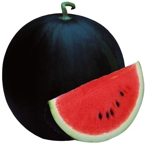 接木野菜苗 小玉スイカ 接木f1ミニ黒太陽 2株 国華園 18 P5 0956 花と緑 国華園 通販 Yahoo ショッピング