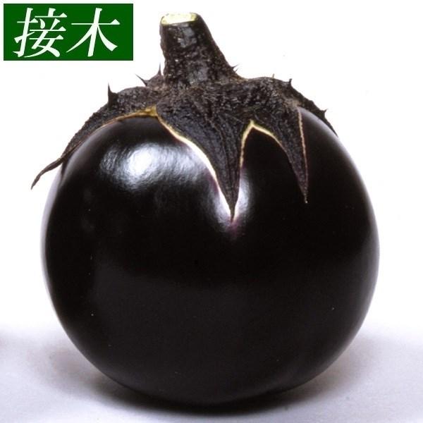 ナス 苗 大丸ナス 接木賀茂ナス 2株 接木野菜苗 なすの苗 大丸ナス苗 茄子 なすび 18 P5 0963 花と緑 国華園 通販 Yahoo ショッピング