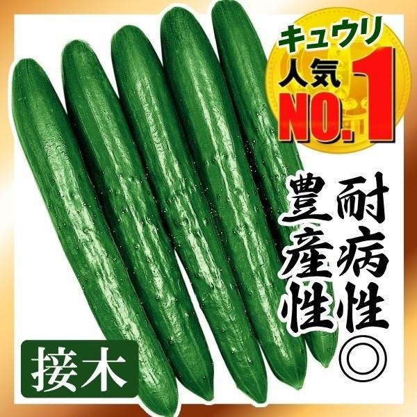●商品情報：病気に強く作り易い！ 高温に強く、うどんこ病・べと病・褐斑病に強いので栽培ラクラク。葉も小さめで過繁茂にならず、すっきりした草姿になるので、管理も簡単です。また、主枝にも花がビッシリつくのでピカピカの濃緑色の実が早期から収穫でき...