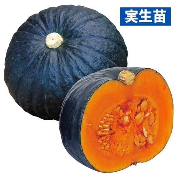 ●商品情報：強粉質で、食味レベルは最高。いもやクリに勝るとも劣らない甘味とホクホク感に、担当者もぞっこんの美味カボチャ。濃厚な旨味はカボチャの常識を飛び越えまさにスイーツと呼んでも過言ではない味わいです。外観は濃い漆黒で、果肉は濃厚なオレン...