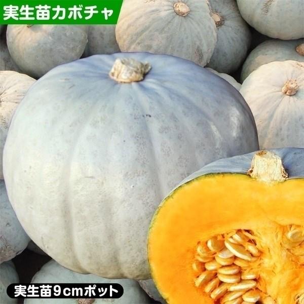 ●商品情報：食味も粉質性抜群の白皮カボチャ。腐敗も少なく長期間楽しめる。●果重（約）： 1.8kg●お届け状態：実生9cmポット苗 ●備考・ご注意点：※ポットの口の対角線または直径が9cmとなります。※関東〜九州北部の平坦地区の露地への定植...