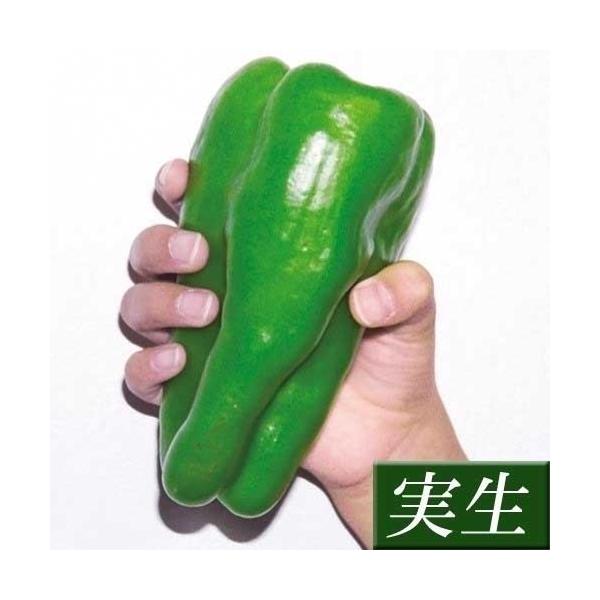 ●商品情報：肉厚で、甘くて、とにかく旨い！ 通常のピーマンと異なり、緑色の未熟果の時からすでに甘く、完熟すればさらに濃厚な甘さに。パプリカの血を引いているのでピーマン特有の臭みが少なく、肉厚で柔らかく食感も絶品。●果長（約）：15〜22cm...