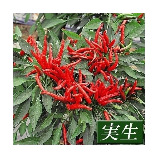 ●商品情報：唐辛子の中で、辛味の強い性質を持つ優秀品種！ 耐病性に優れ栽培容易です。●果長（約）：4cm●お届け状態：実生9cmポット苗 ●備考：※ポットの口の対角線または直径が9cmとなります。※関東〜九州北部の平坦地区の露地への定植時期...