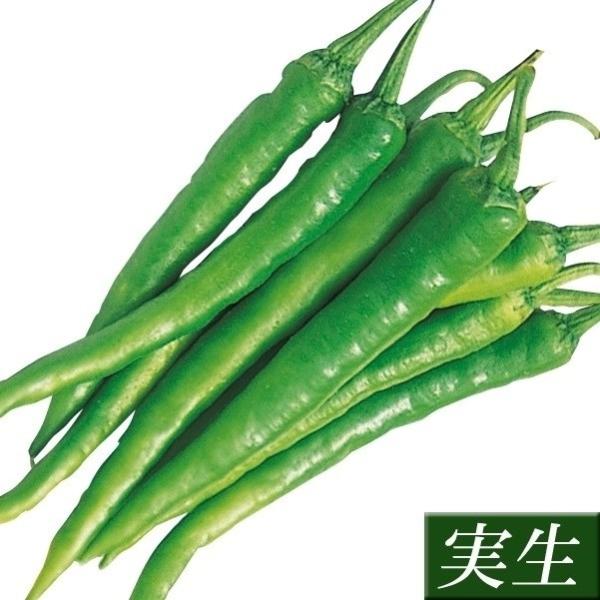 ●商品情報：別名「ひもとう」の名の通り、長〜くなる甘ししとう。生育旺盛でとっても作り易い京都のブランド品種です。●果長（約）：10〜20cm●お届け状態：実生9cmポット苗 ●備考：※ポットの口の対角線または直径が9cmとなります。※関東〜...