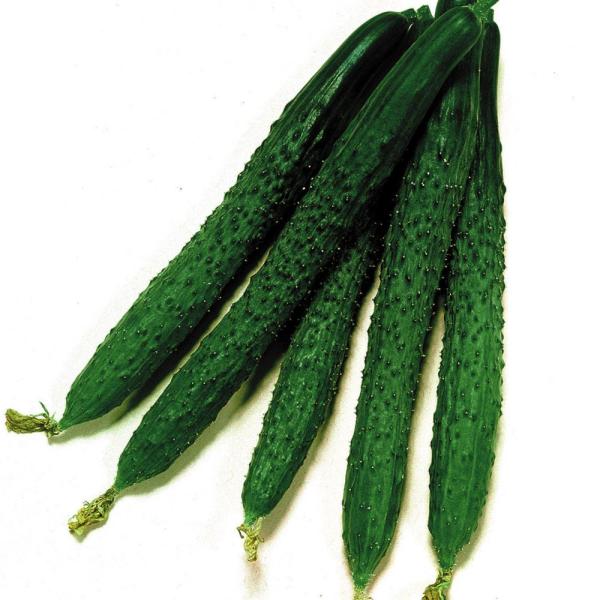 ●商品情報：極早生で節成型の四葉キュウリ。適期まきでは播種約40日で収穫が始まります。耐暑性・草勢が強く栽培しやすく、歯切れ良い食味は生食・漬物共に最高！●果長（約）：21〜23cm●お届け状態：種子●入り数の目安：1mlあたり約15〜20...