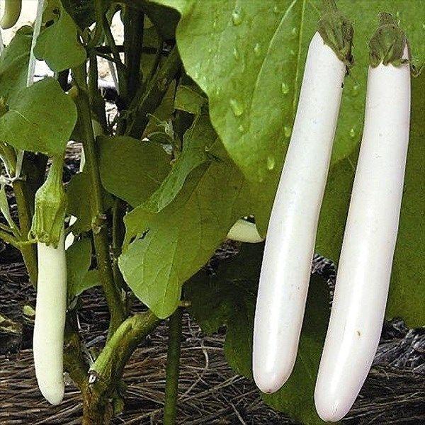●商品情報：豊産性白長ナス！　果長27cm位でヘタ部は鮮緑色となり美しい。曲がり果の発生が少なく、着果性もよく作り易い。果肉は薄緑色、肉質緻密でしまり、炒め物・煮物に最適!!　皮から色が出ないので料理の色を汚しません。●果長（約）：27cm...