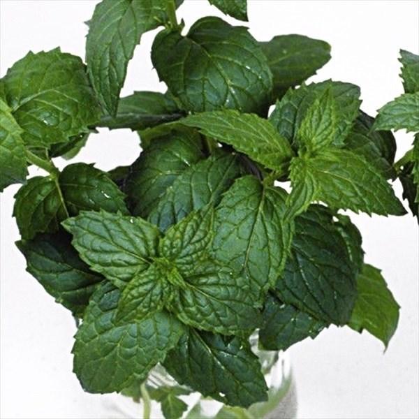 種 野菜たね ハーブ ペパーミント 1袋 0 3ml 野菜のタネ 野菜 種子 国華園 18 P6 0028 花と緑 国華園 通販 Yahoo ショッピング