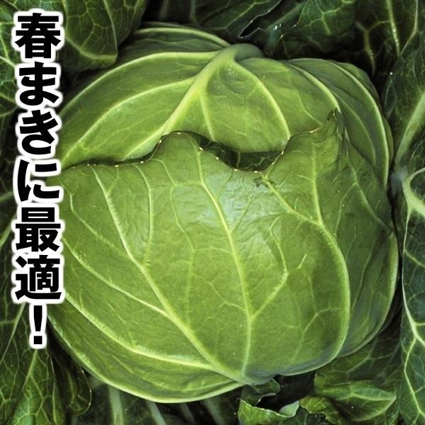 種 野菜たね キャベツ F1天山 1袋 2ml 野菜のタネ 野菜 種子 きゃべつ カンラン 甘藍 国華園 18 P6 0098 花と緑 国華園 通販 Yahoo ショッピング