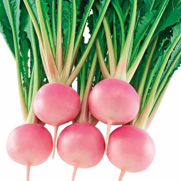 ●商品情報：珍しいピンク色のカブ。肉質は紅カブに近く、小カブよりしっかりしている。球形は厚みのある厚扁円型、球内は白色で、食味抜群!酢漬けにぴったり。●根径（約）：8〜10cm●お届け状態：種子●入数の目安：10mlあたり約1000〜150...