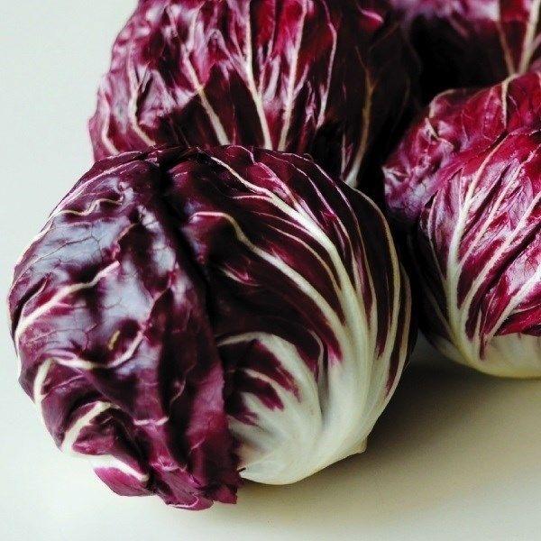 ●商品情報：定植から約５５日で収穫可能な極早生トレビス！ 球内は濃赤紫色で、揃いもよく品質・収量性抜群。●お届け状態：種子●入り数：30粒（コート種子）●ご注意：※２〜３％の割合で結球しないものや、着色にムラができる株が生じる場合があります...