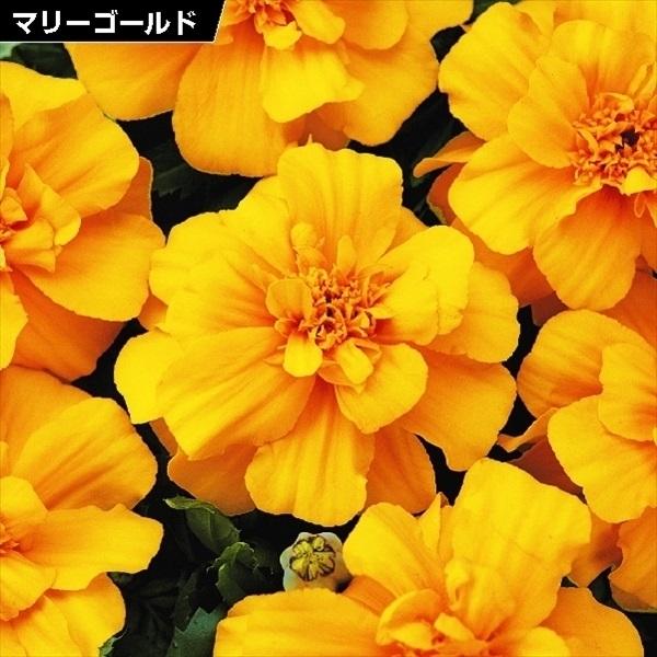 種 花たね フレンチマリーゴールド デュランゴゴールド 1袋 粒 花のタネ 花 種子 タネ タゲテス 花壇 園芸 ガーデニング 国華園 18 P7 0007 花と緑 国華園 通販 Yahoo ショッピング