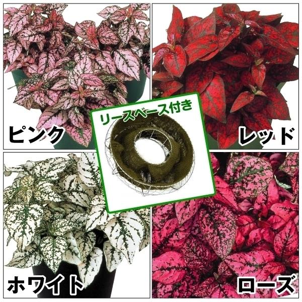 種 花たね ヒポエステス スプラッシュセレクト4種4袋 ベースセット 1組 花のタネ 花 種子 タネ 花壇 寄せ植え 国華園 18 P7 0063 花と緑 国華園 通販 Yahoo ショッピング