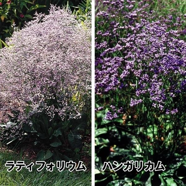 種 花たね 宿根スターチスセット 2種2袋 花のタネ 花 種子 タネ スターチス リモニウム 花壇 生花 ドライフラワー 国華園 18 P7 0071 花と緑 国華園 通販 Yahoo ショッピング