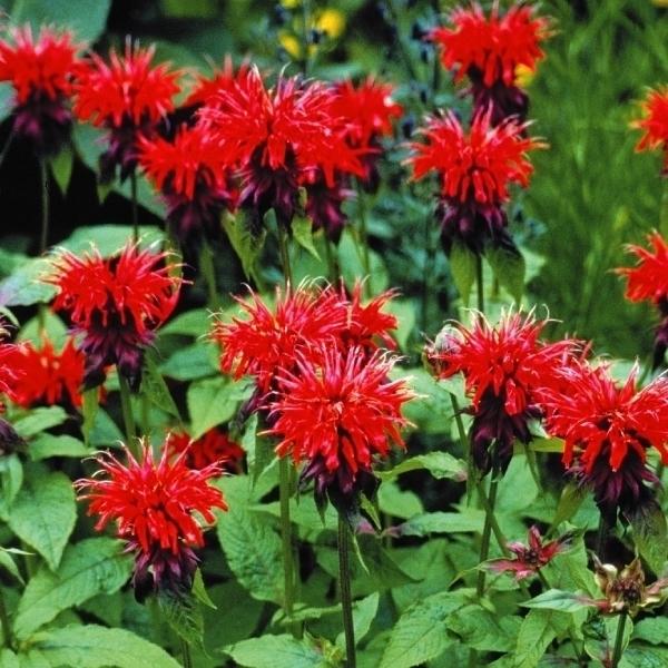 種 花たね モナルダ ディディマ 1袋 30粒 花のタネ 花 種子 タネ 夏花 ハーブ 花壇 ガーデニング 国華園 18 P7 0074 花と緑 国華園 通販 Yahoo ショッピング