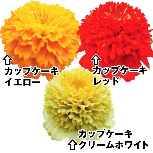 種 花たね 百日草カップケーキセット 3種3袋 花のタネ 花 種子 タネ ヒャクニチソウ ジニア 花壇 夏花 ガーデニング ジニア エレガンス 国華園 18 P7 0101 花と緑 国華園 通販 Yahoo ショッピング