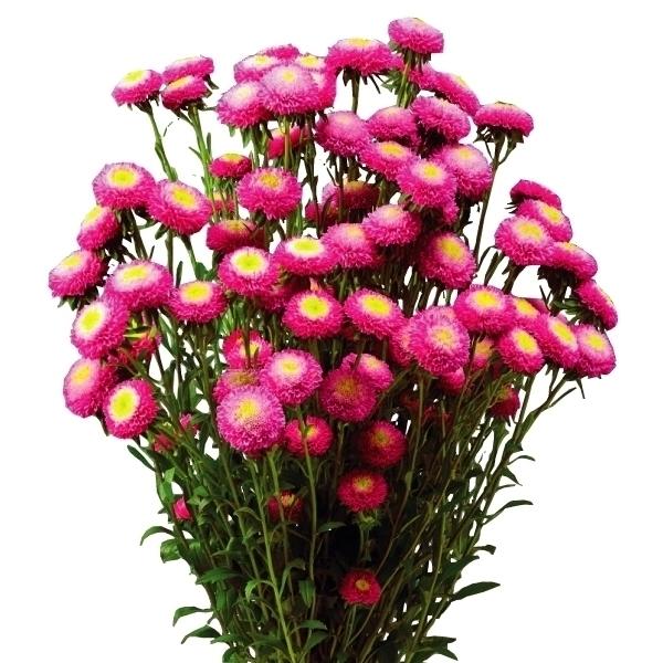 種 花たね アスター マカロンローズ 品種登録出願中 1袋 25粒 花のタネ 花 種子 タネ エゾギク 蝦夷菊 花壇 切花 生花 ガーデニング 国華園 18 P7 0116 花と緑 国華園 通販 Yahoo ショッピング