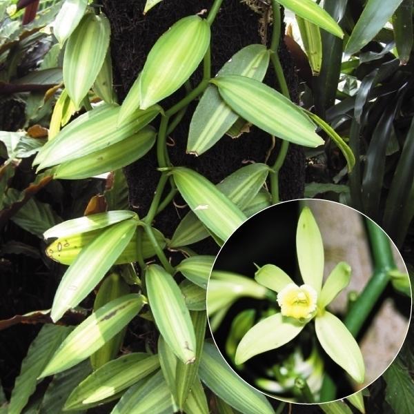 バニラ 苗 斑入りバニラ 1株 苗木 バニラの木 観葉植物 南国フルーツ 果樹苗 国華園 18 P8 0310 花と緑 国華園 通販 Yahoo ショッピング