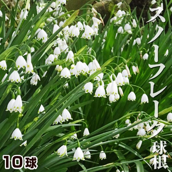 ●学名・英名：Leucojum (Acis) aestivum●商品情報：水仙のようなスラリとした葉と、鈴蘭のようなかわいい白花が魅力的なスノーフレーク。植えっぱなしOK!! ヒガンバナ科。●お届け状態：球根 (球周: 約7cm)●開花期(...