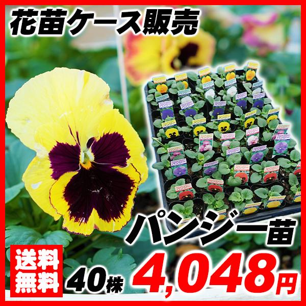 パンジー 苗 花苗大特価 ケース販売 1ケース40株入り 送料無料 パンジーの苗 パンジーの花 18 Pori 0817 花と緑 国華園 通販 Yahoo ショッピング