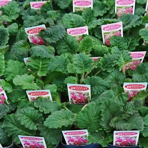 国華園 花苗大特価 サクラソウ(桜草) マラコイデス ケース販売 1ケース40株入り 送料無料 / 花の苗 一年草