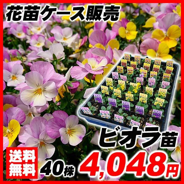 ビオラ 花 苗の人気商品 通販 価格比較 価格 Com