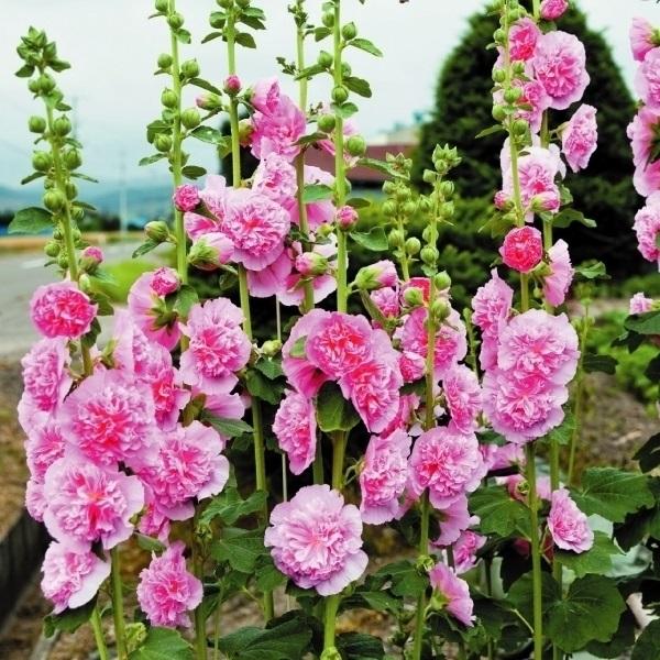 苗 タチアオイの人気商品 通販 価格比較 価格 Com