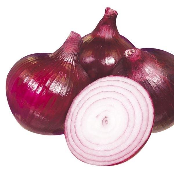 玉ねぎ苗の通販 価格比較 価格 Com