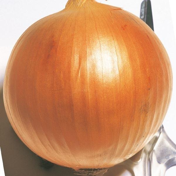 玉ねぎ苗 中晩生 旨玉グルメ 0本 たまねぎ 玉葱 苗 野菜苗 家庭菜園 園芸 こっかえん 国華園 1810 P5 0011 花と緑 国華園 通販 Yahoo ショッピング