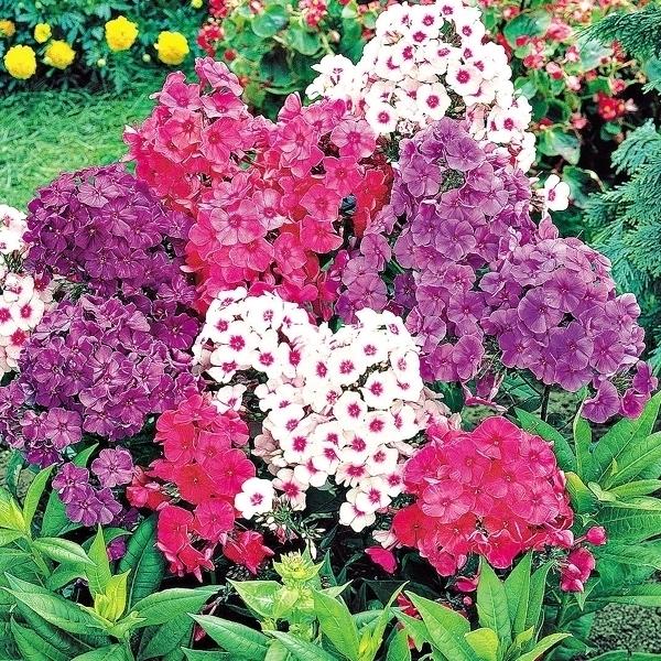 花 フロックスの人気商品 通販 価格比較 価格 Com