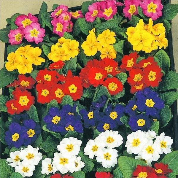 花苗 プリムラ ジュリアンミックス 無選別 10株 1 P2 0168 花と緑 国華園 通販 Yahoo ショッピング