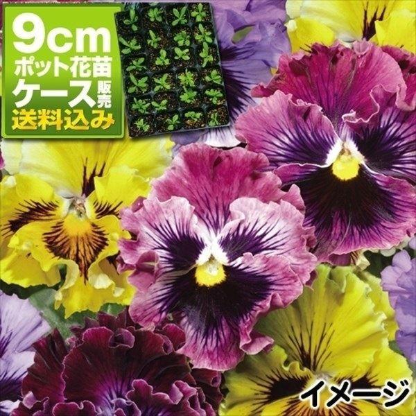苗 パンジー 花苗の人気商品 通販 価格比較 価格 Com