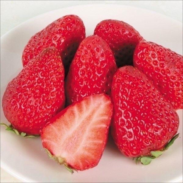 濃厚な味わいのイチゴです!●商品情報：すっかり有名になった優秀グルメイチゴ!甘味の中にも爽やかな酸味があり、濃厚なコクが極上の旨さ　味わい・品質ともに最高級!!●お届け状態：ポット苗●耐寒性：強/寒冷地でも地植えOK。●日照：日なた●草丈：...