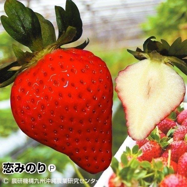 ●商品情報：育てやすいのにしっかり甘〜い、夢のような大粒イチゴ!!２Ｌ以上の大玉率が８割以上になり、糖度が安定しているので家庭菜園でも簡単に甘いイチゴが食べられます。豊産性で着色もよく、うどんこ病にも強いので栽培楽々。今までイチゴを上手く育...