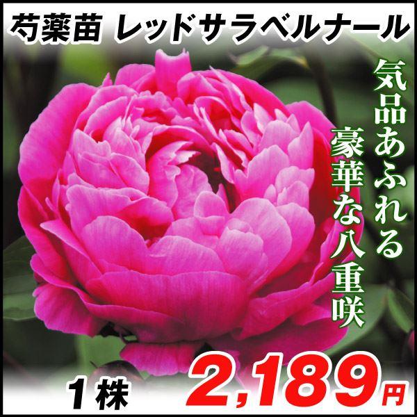 花と緑 国華園 芍薬 牡丹 花木 Yahoo ショッピング