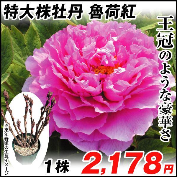 花と緑 国華園 芍薬 牡丹 花木 Yahoo ショッピング