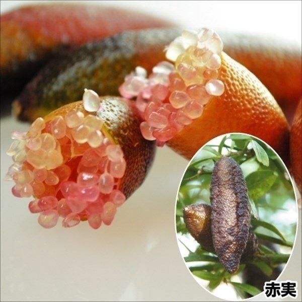 kokkaen_20189-p8-0224