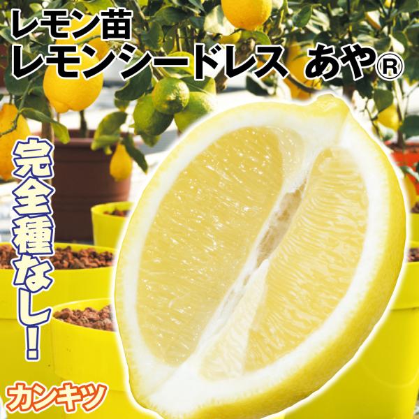 レモンシードレス あや(R) 3株 カンキツ 果樹苗 国華園 : 花と緑 国