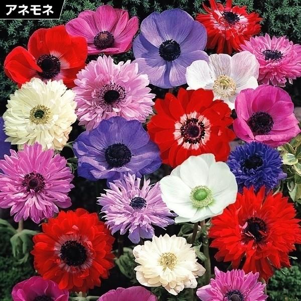 きゅうこん 花の球根 国華園 ギガランキングｊｐ
