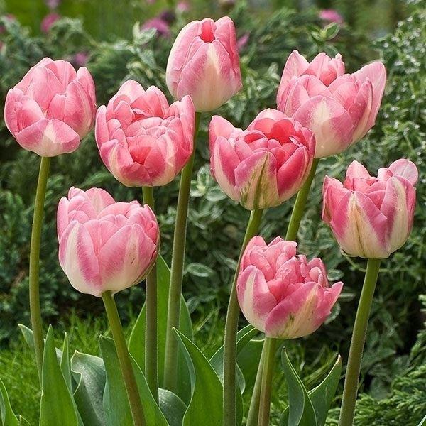 ●学名・英名：Tulipa Upstar●分類：八重遅咲き Double Late●商品情報：香りの良い半八重咲のチューリップの球根。ユリ科。●お届け状態：球根 (開花見込みサイズ)※球根によってサイズが若干異なる場合があります。●開花期(...