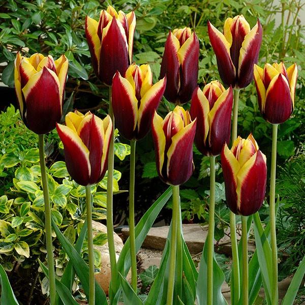 チューリップ 球根 ガボタ 100球 チュウリップ 花の球根 国華園 Olhodaguadocasado Al Gov Br