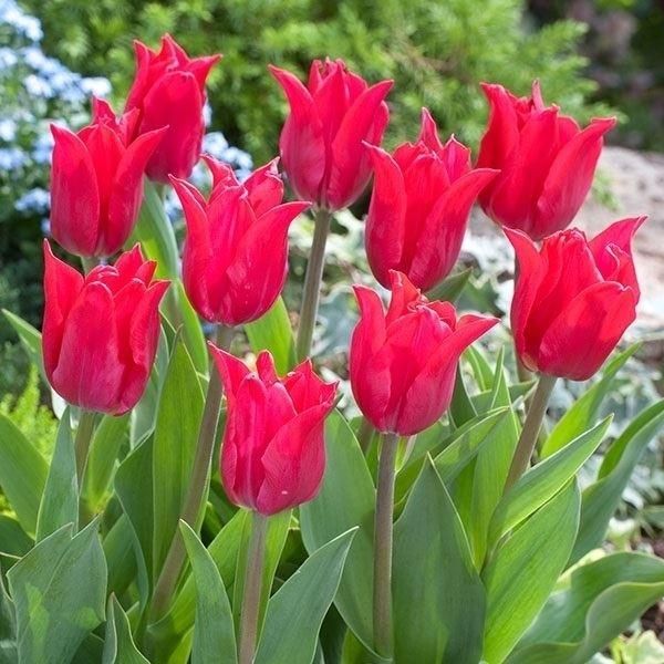 ●学名・英名：Tulipa Pretty Woman●分類：ユリ咲き Lily-flowered●商品情報：赤の定番品種で、人気の高いチューリップです。 2005年フラワーバルブオブザイヤー受賞花。ユリ科。●お届け状態：球根 (開花見込みサ...
